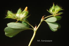 Smithia agharkarii